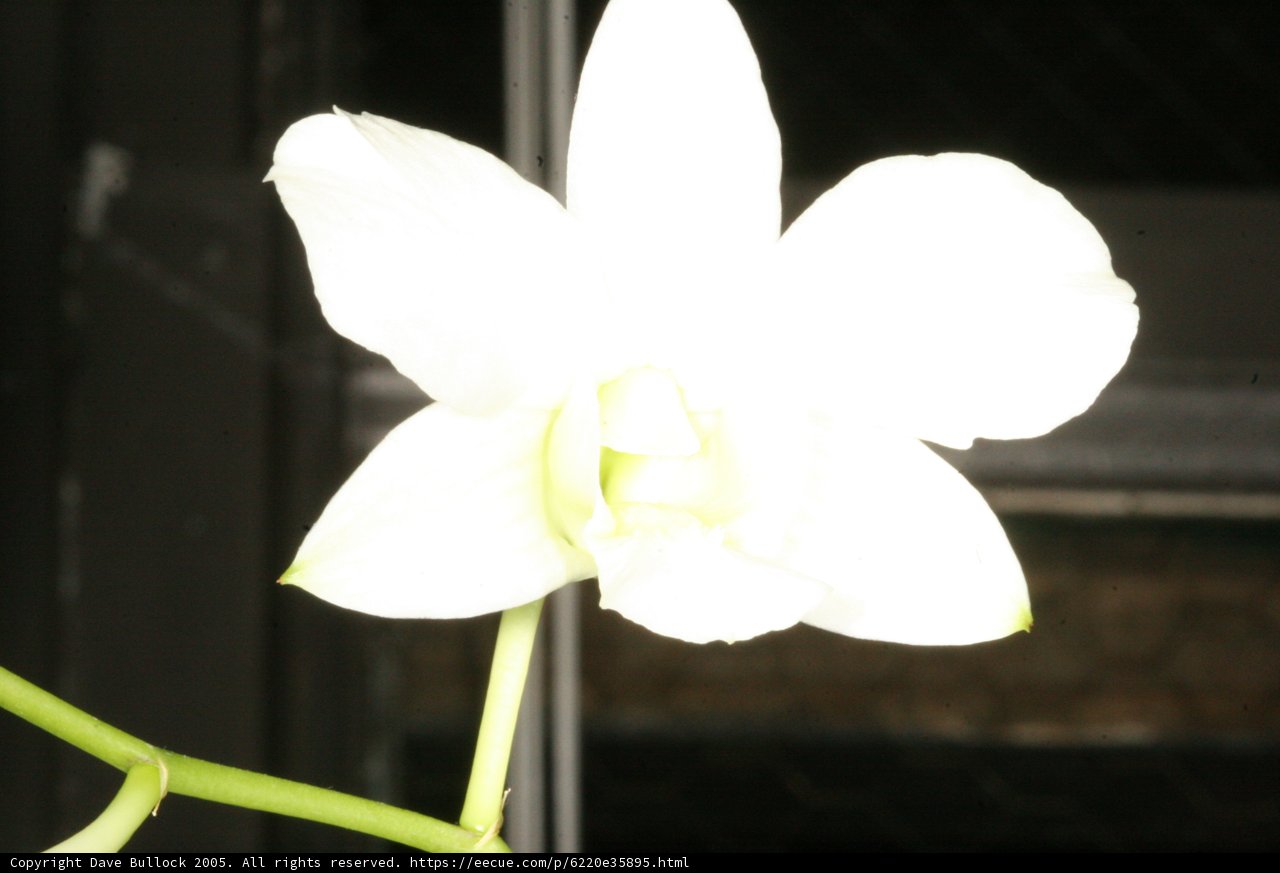 White Orchid with a Green Stem