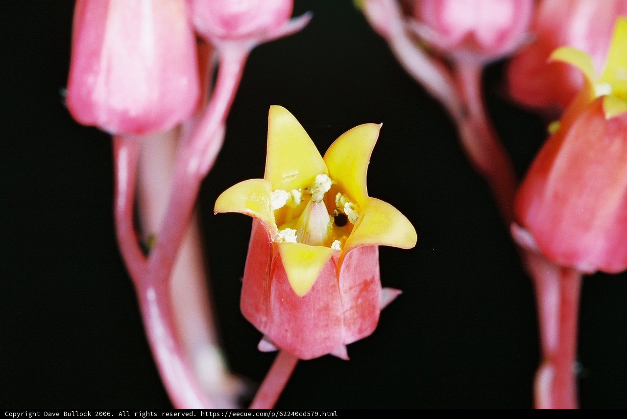 A Colorful Close-up of a Flower