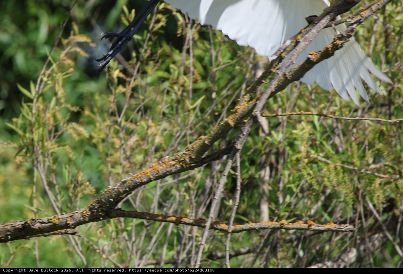 Lichen-Covered Branches Against White Egret in Wetlands