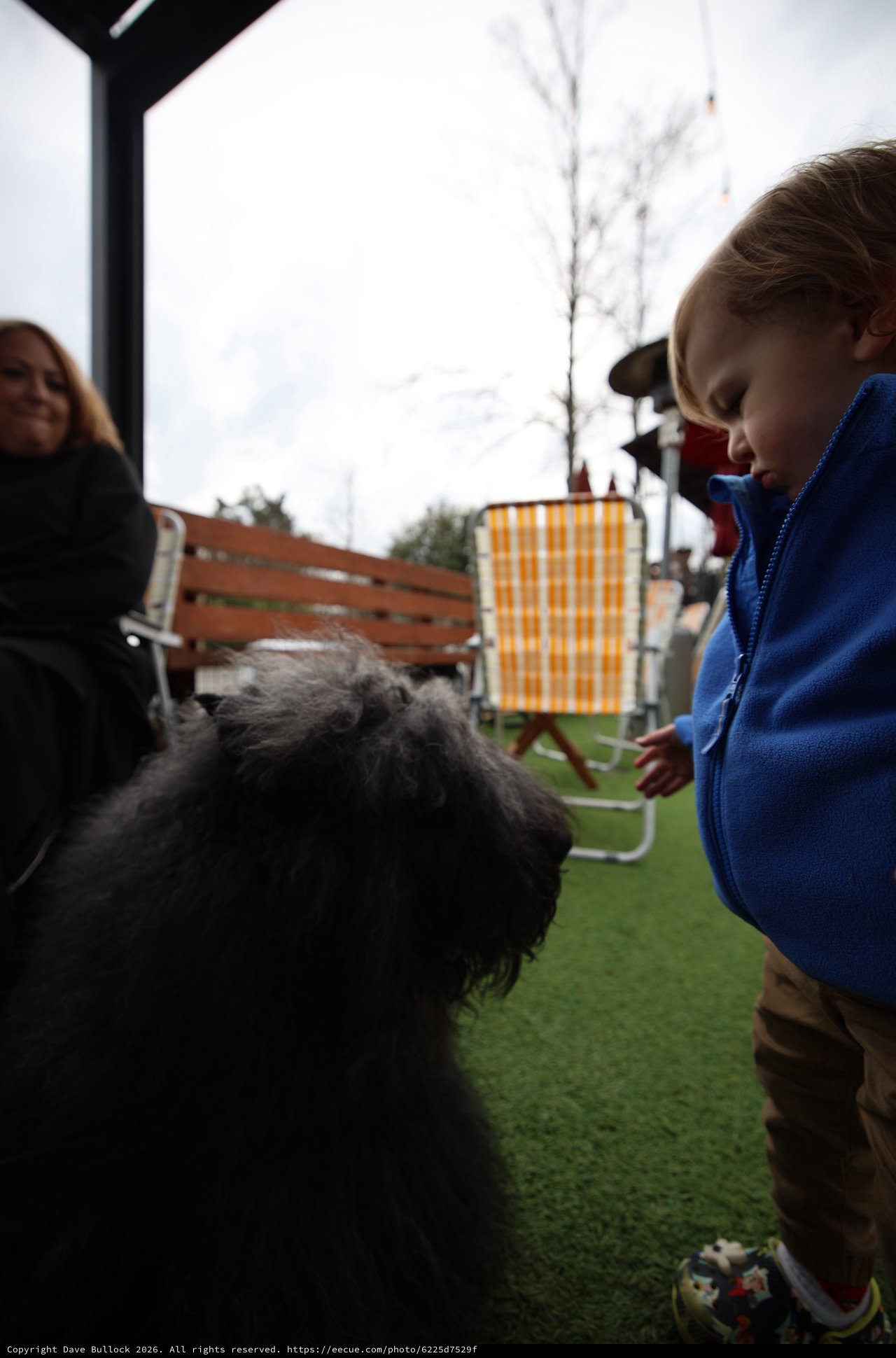 Child Meeting Fluffy Gray Dog at Outdoor Cafe