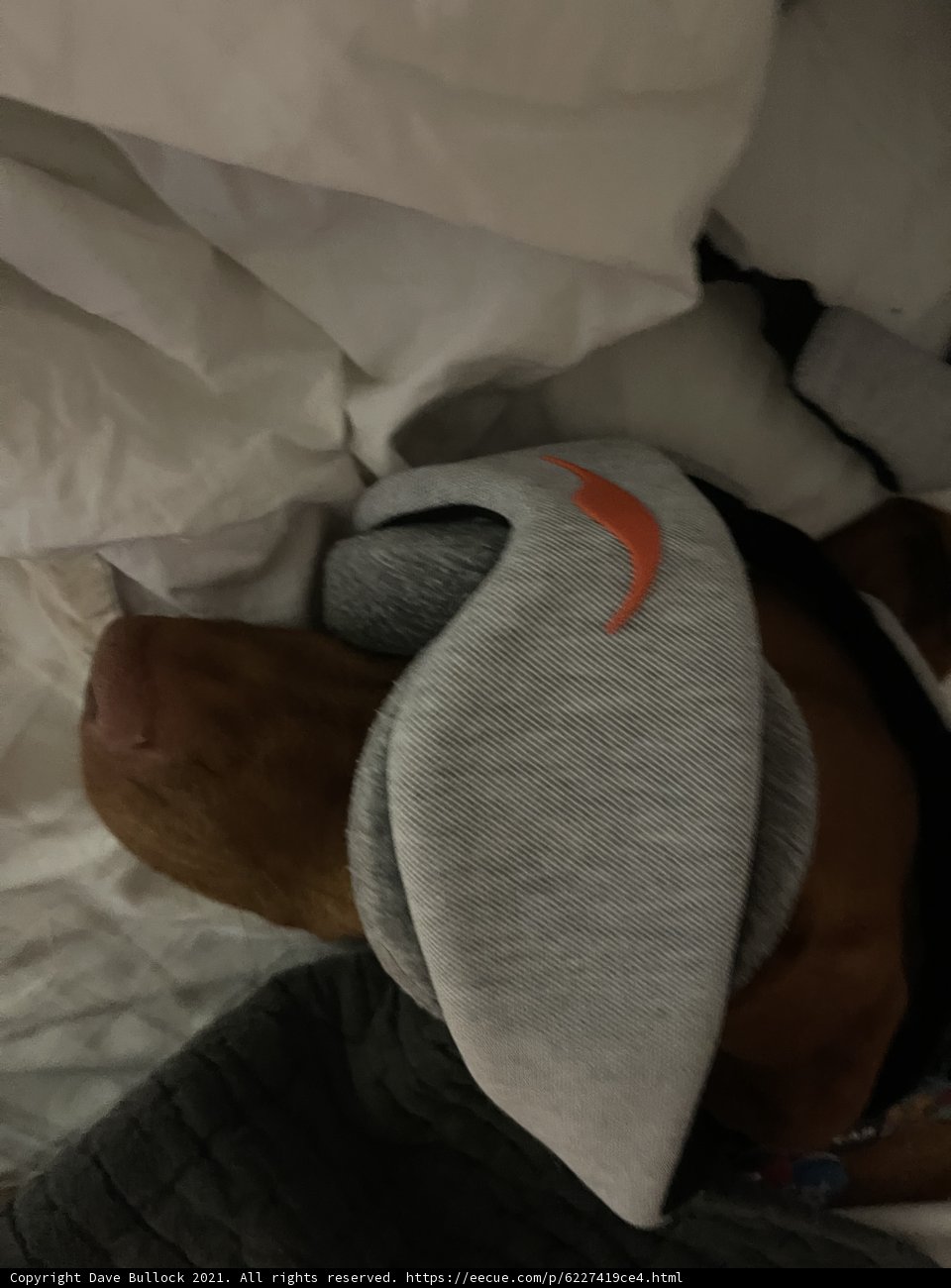 Cozy Canine Dreams