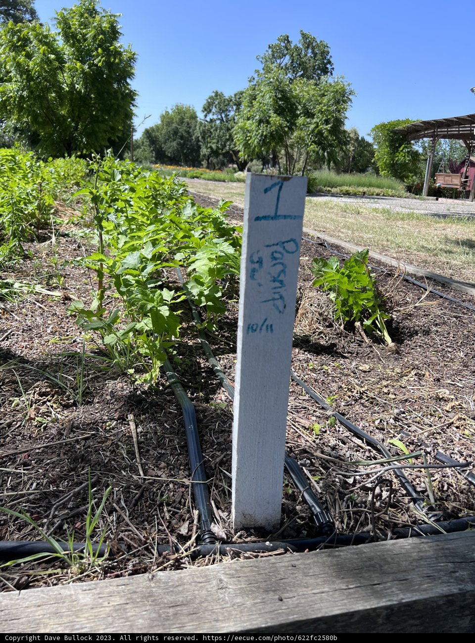 Herbal Oasis - A Peek into Regenerative Gardening