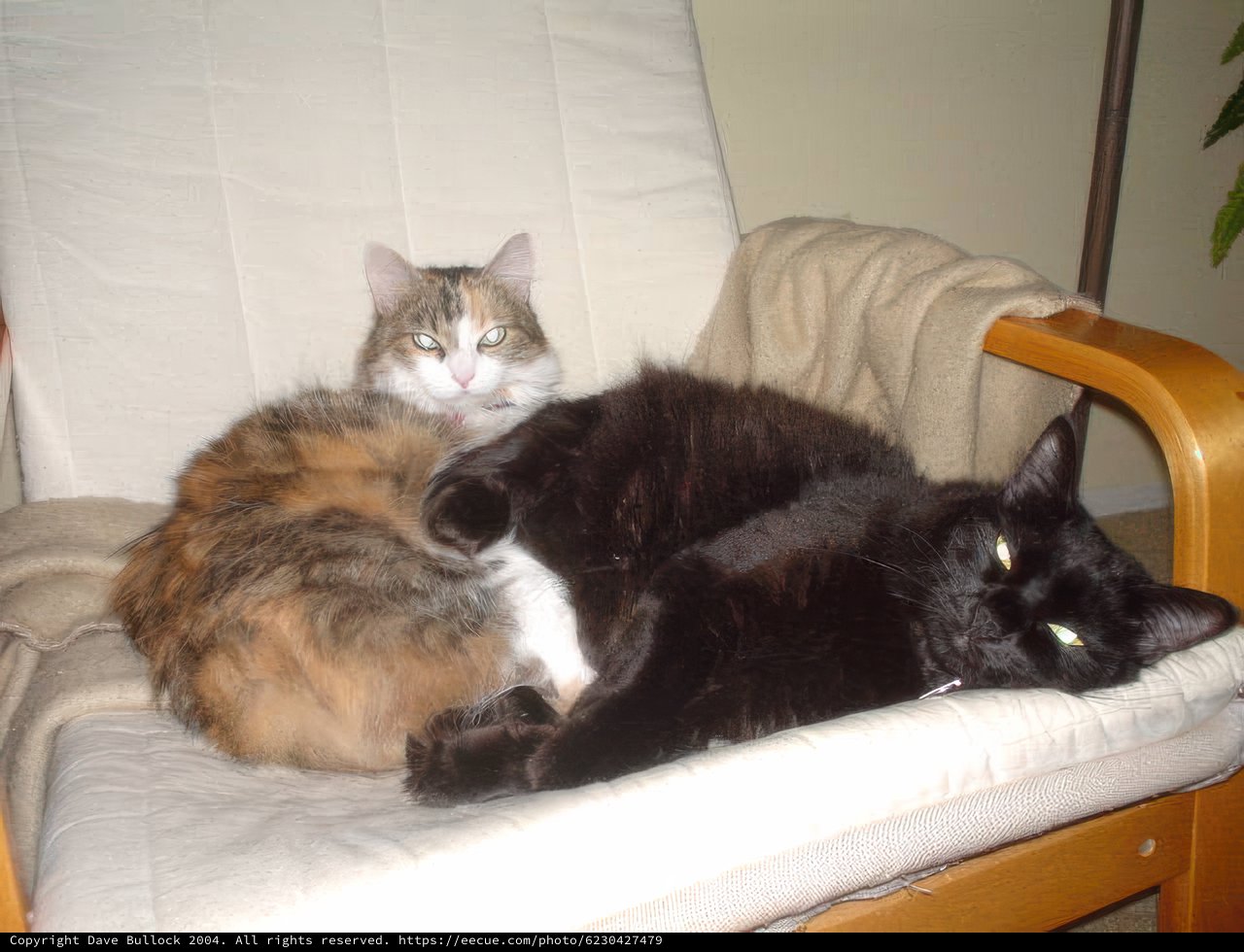 Feline Roommates