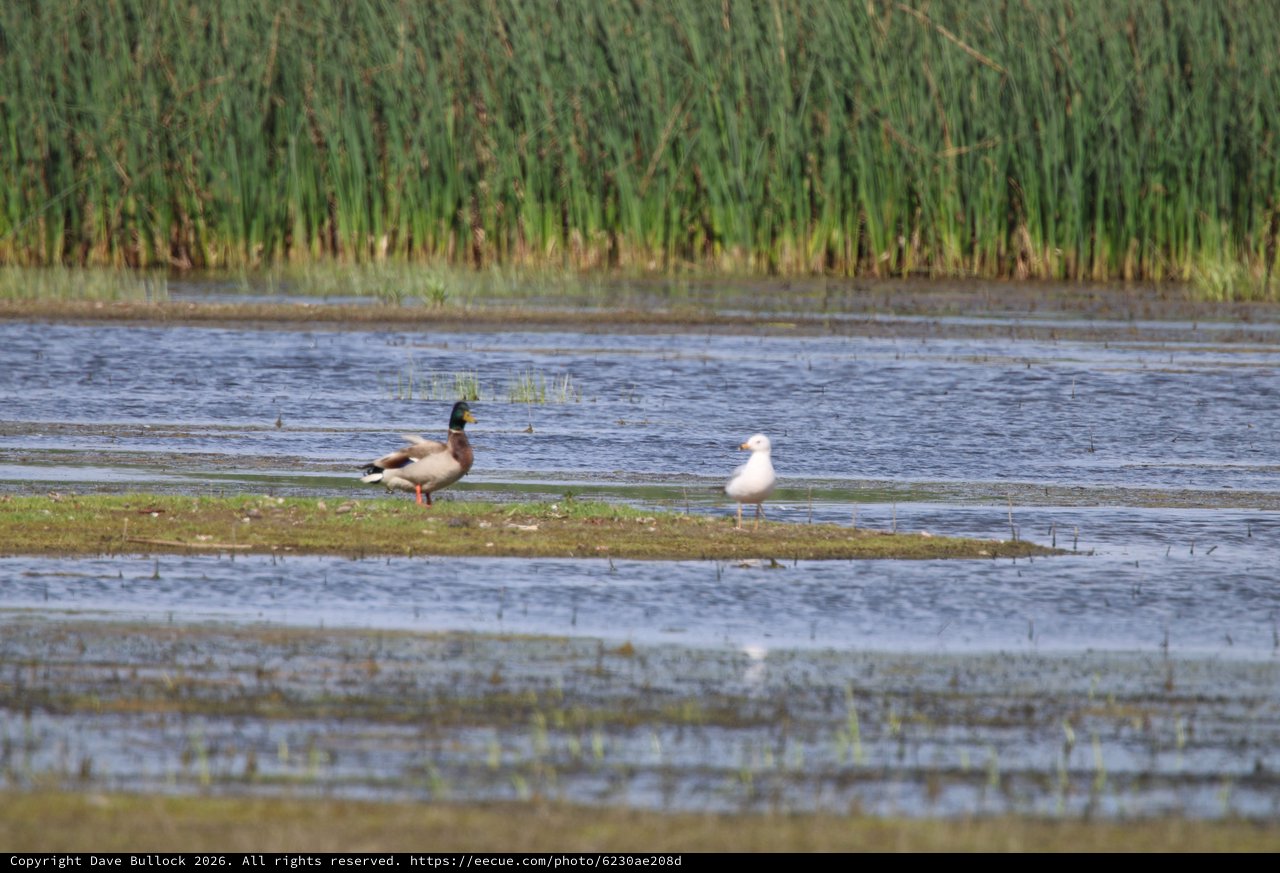 Mallard Duck and Gull Resting in Flooded Agricultural Field