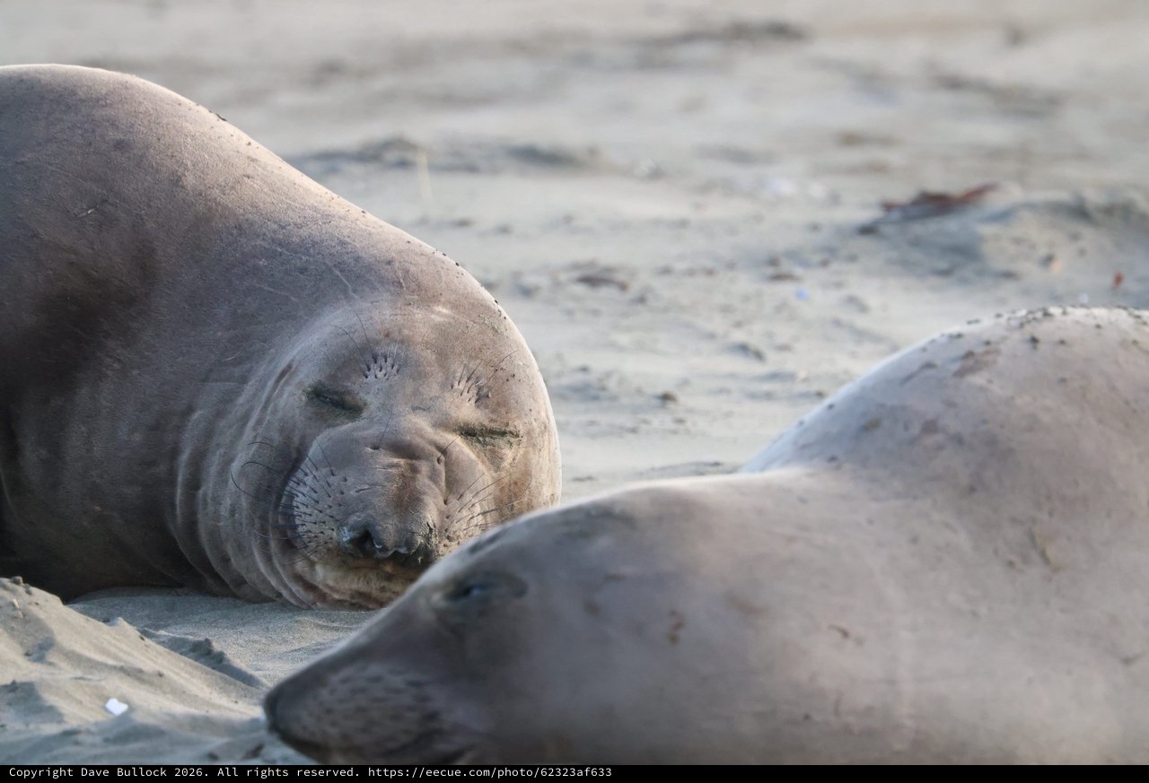 Elephant Seal Pups Resting on Sandy Beach