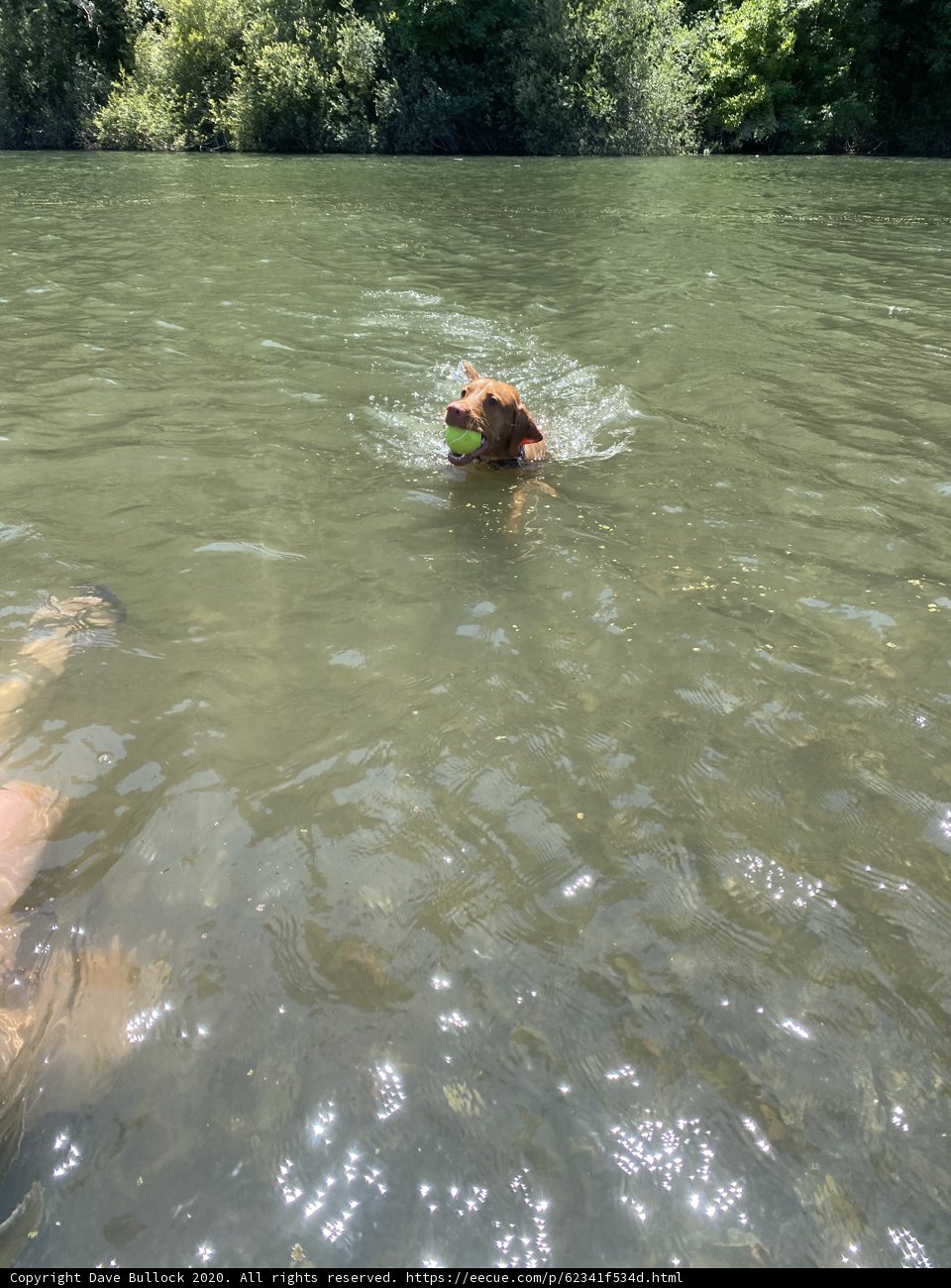 The Joy of Summer Swimming with Man's Best Friend