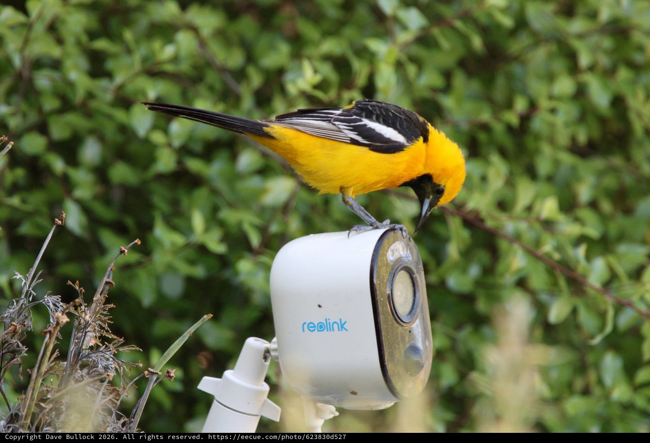 Hooded Oriole Perched on Security Camera