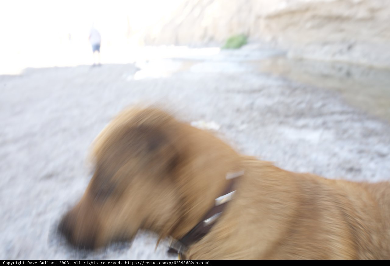 Blurry Beach Buddy