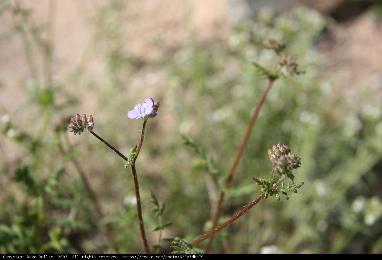Purple Geranium