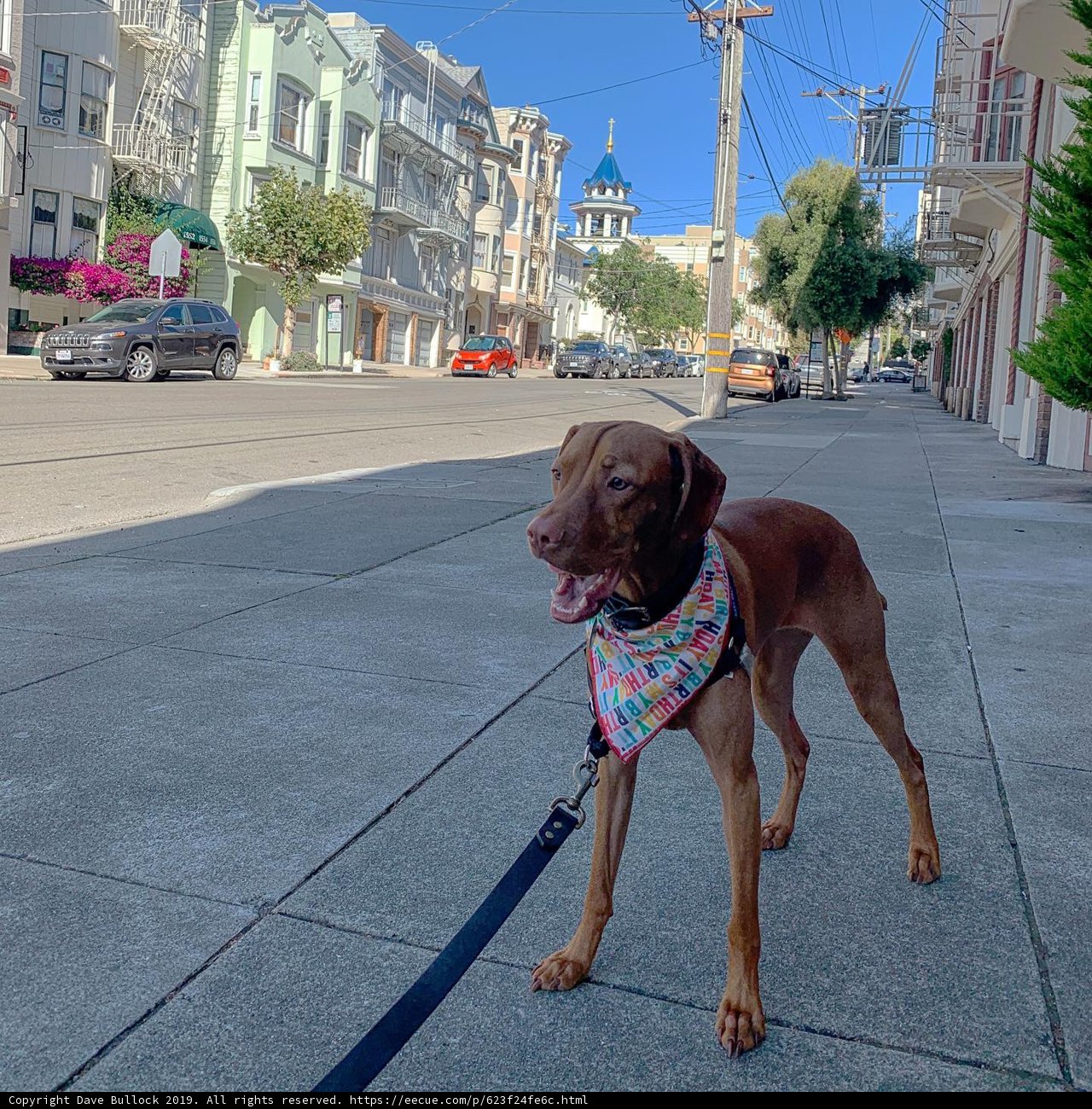 Stylish City Pup