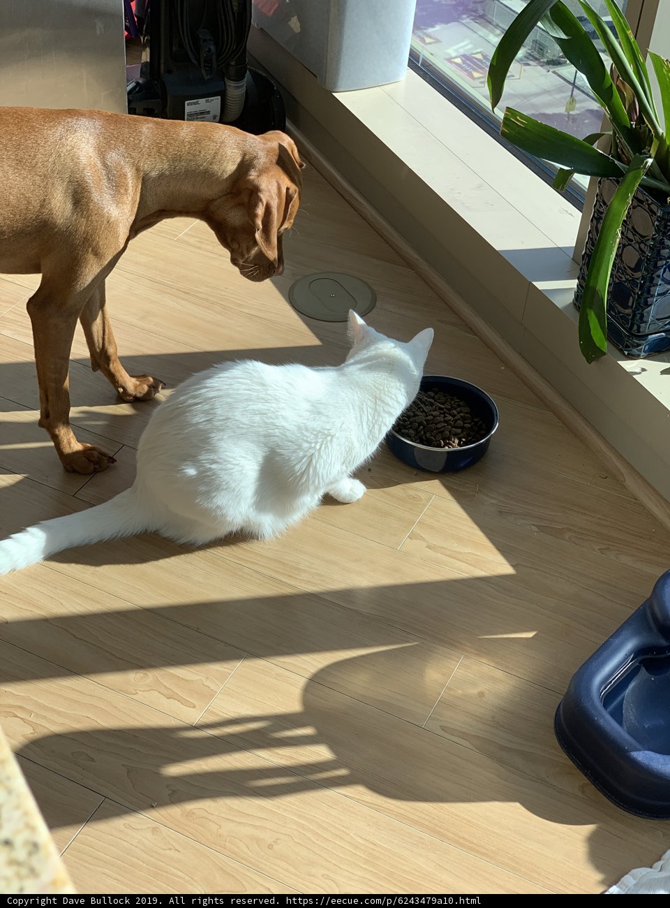 Furry Friends on Hardwood Floors