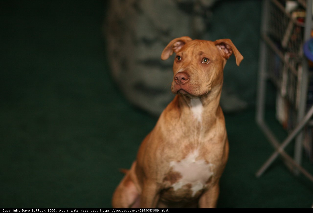 Brown Pitbull Sitting on the Floor