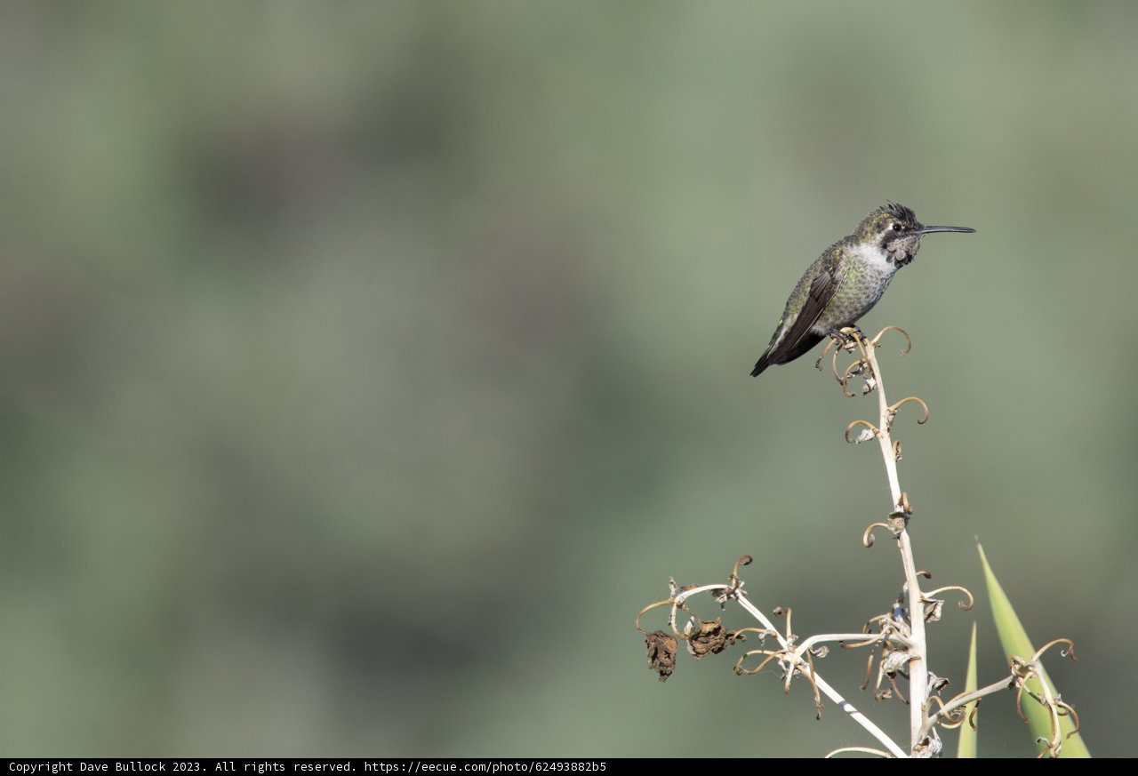 Afternoon Solitude: A Hummingbird Respite