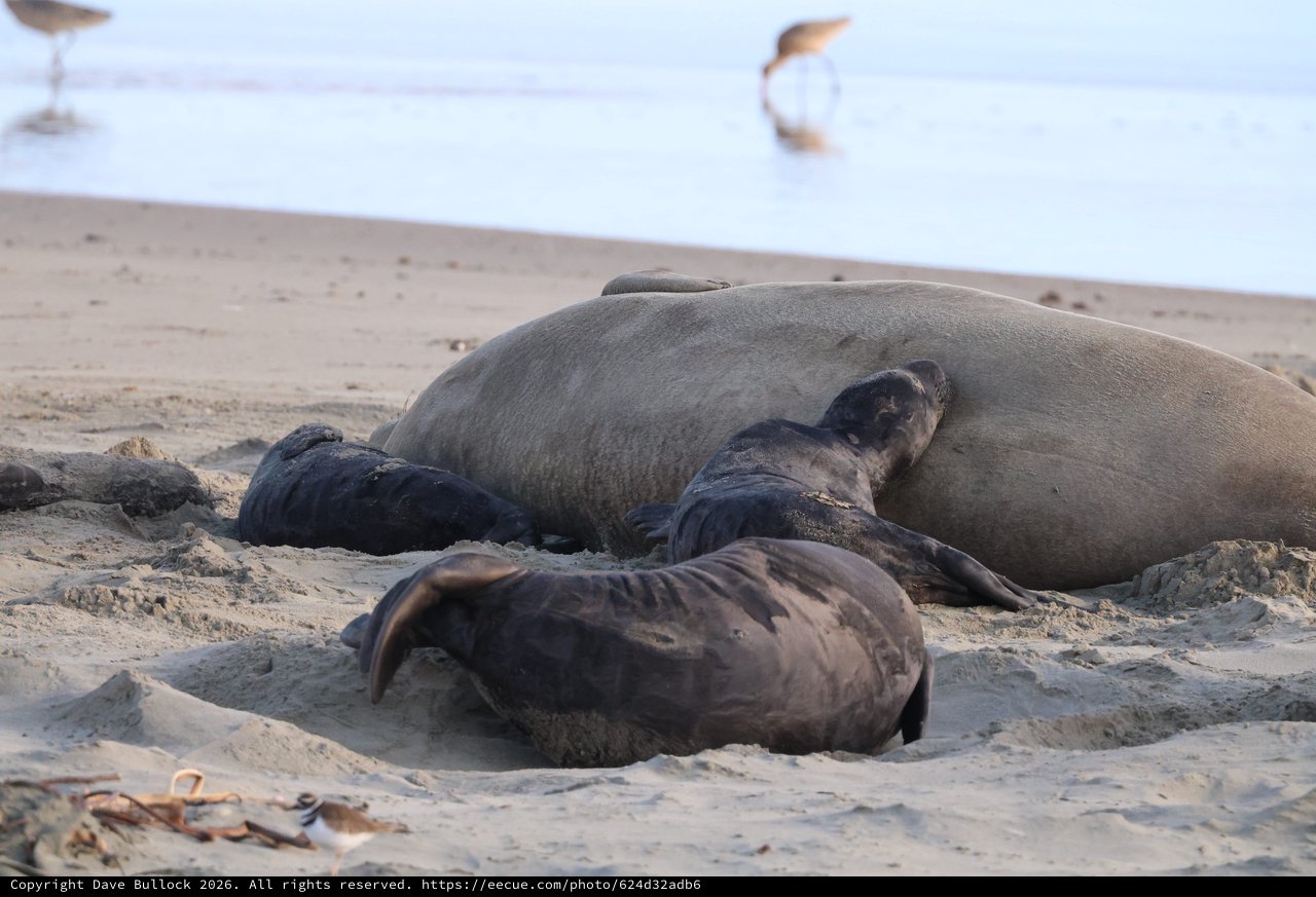 Elephant Seal Mother and Pups Resting on Beach