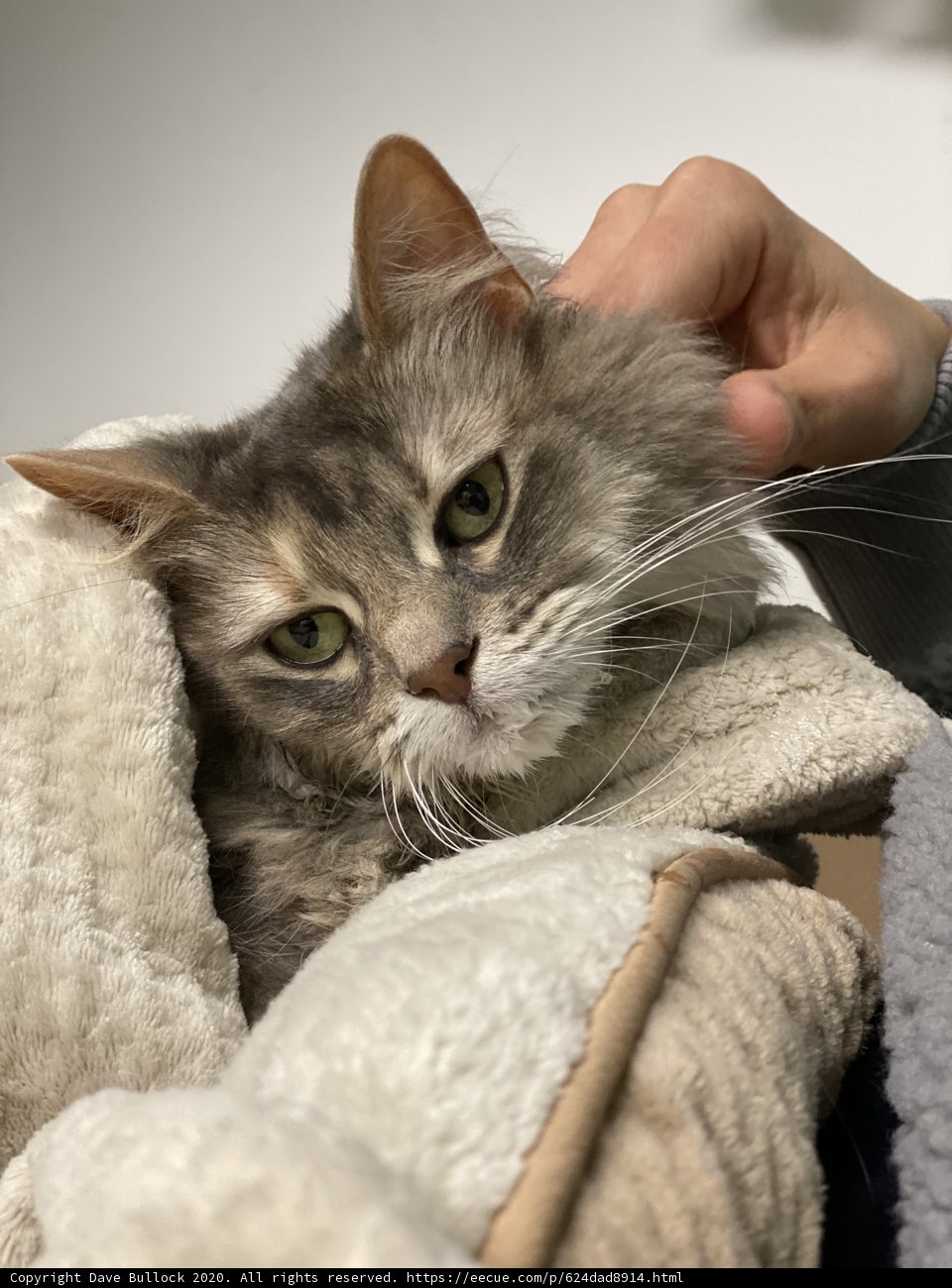 Cozy Cat Cuddles