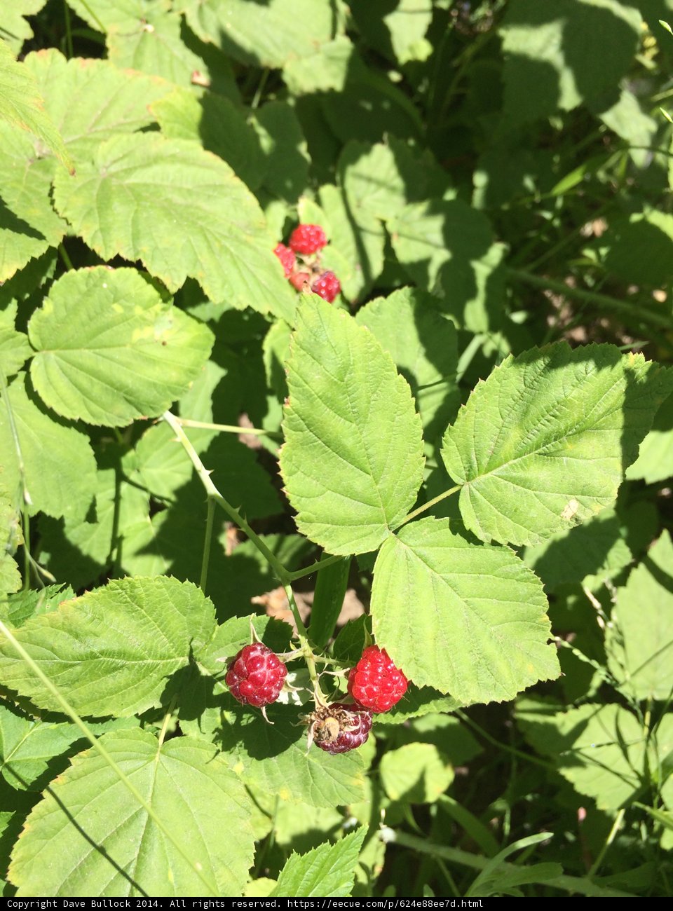 Raspberry Harvest