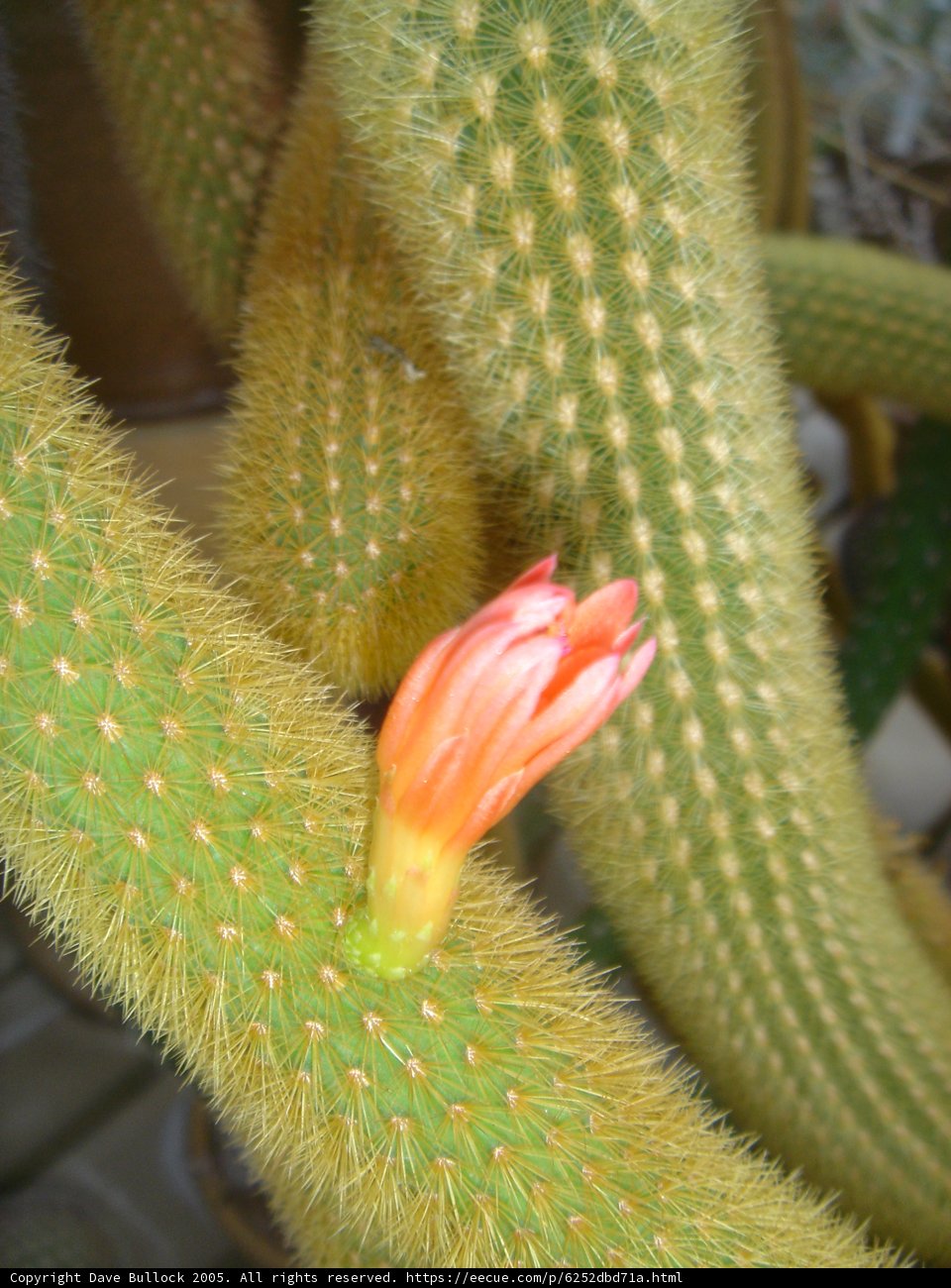 Blooming Cactus