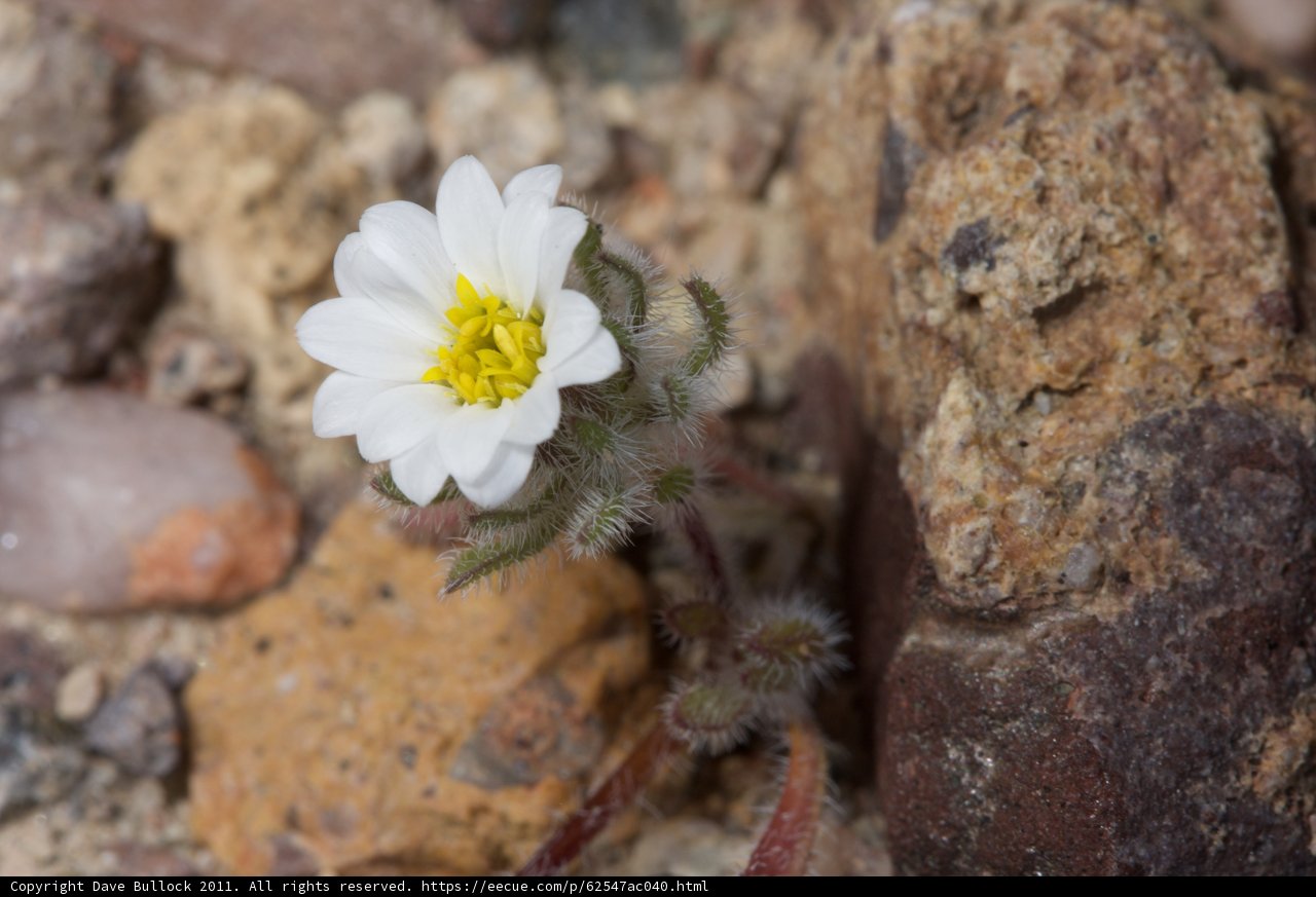 Lone White Flower in the Rocky Terrain