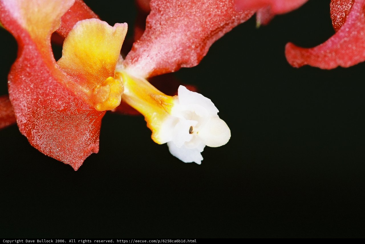 Vibrant Red Orchid in Full Bloom