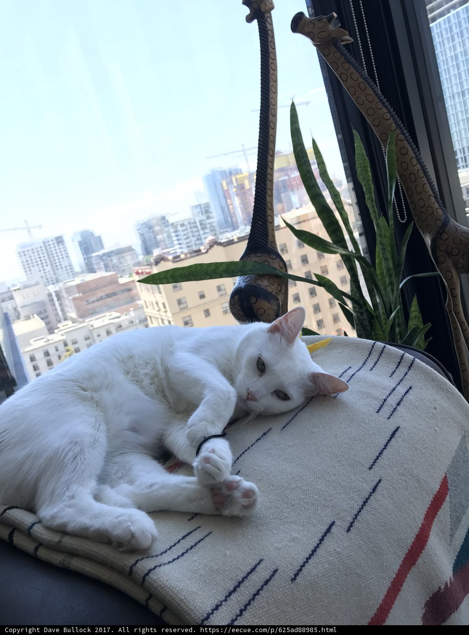 White Cat Relaxing Indoors