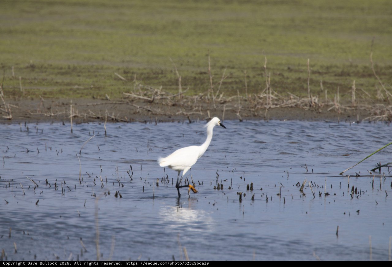 Snowy Egret Wading in Flooded Agricultural Field