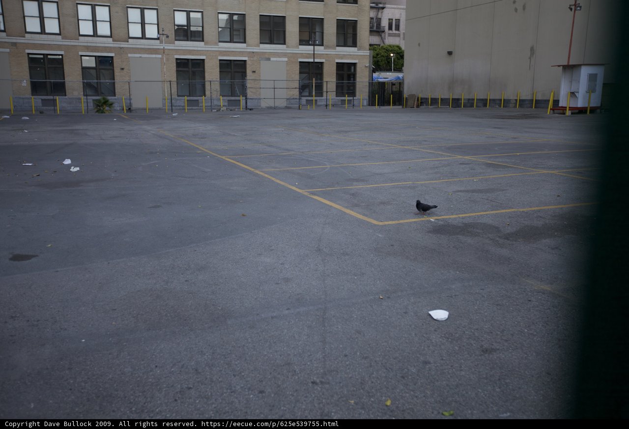 A Bird's Parking Lot Adventure