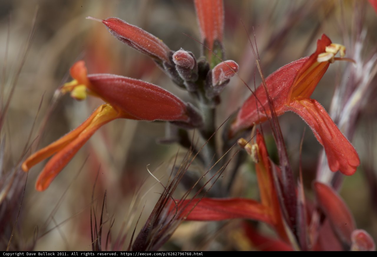 Vibrant Red Flowers in the Grass
