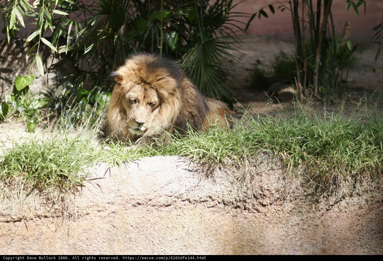 The King of the Jungle Takes a Break