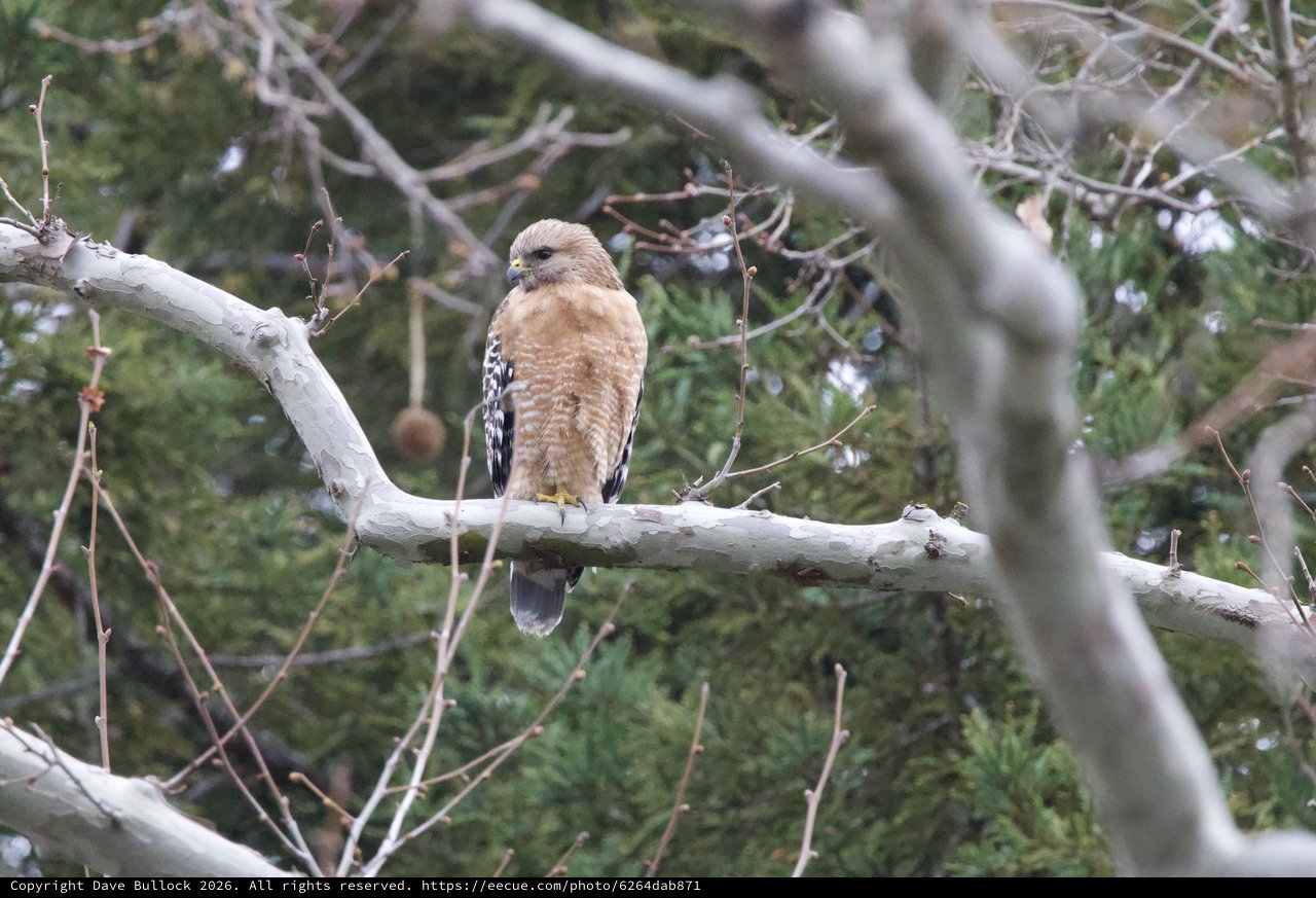 Red-shouldered Hawk Perched on White Branch