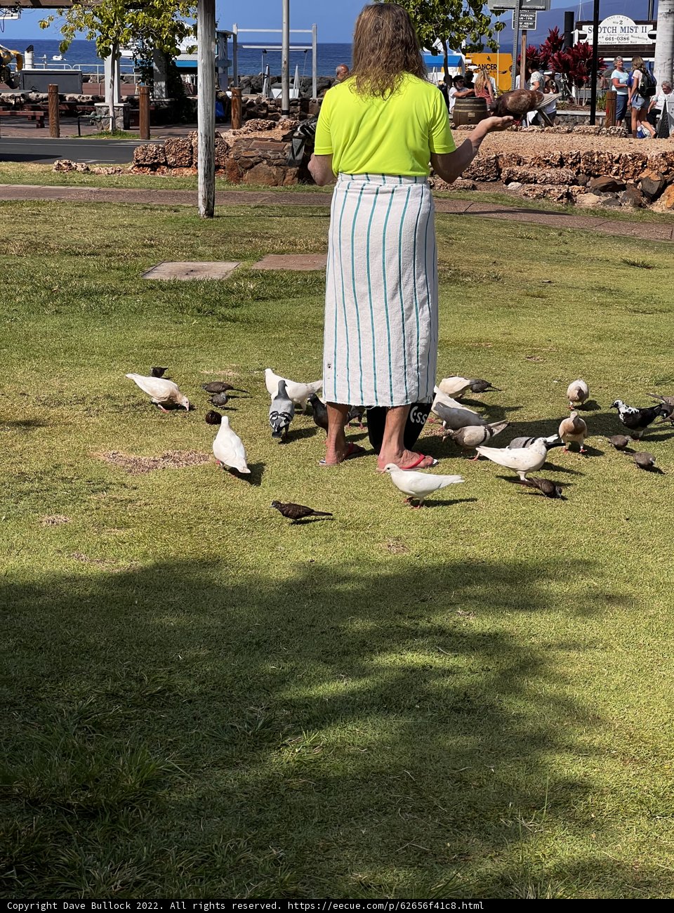 Bird-Feeding in Beautiful Lahaina Banyan Court Park