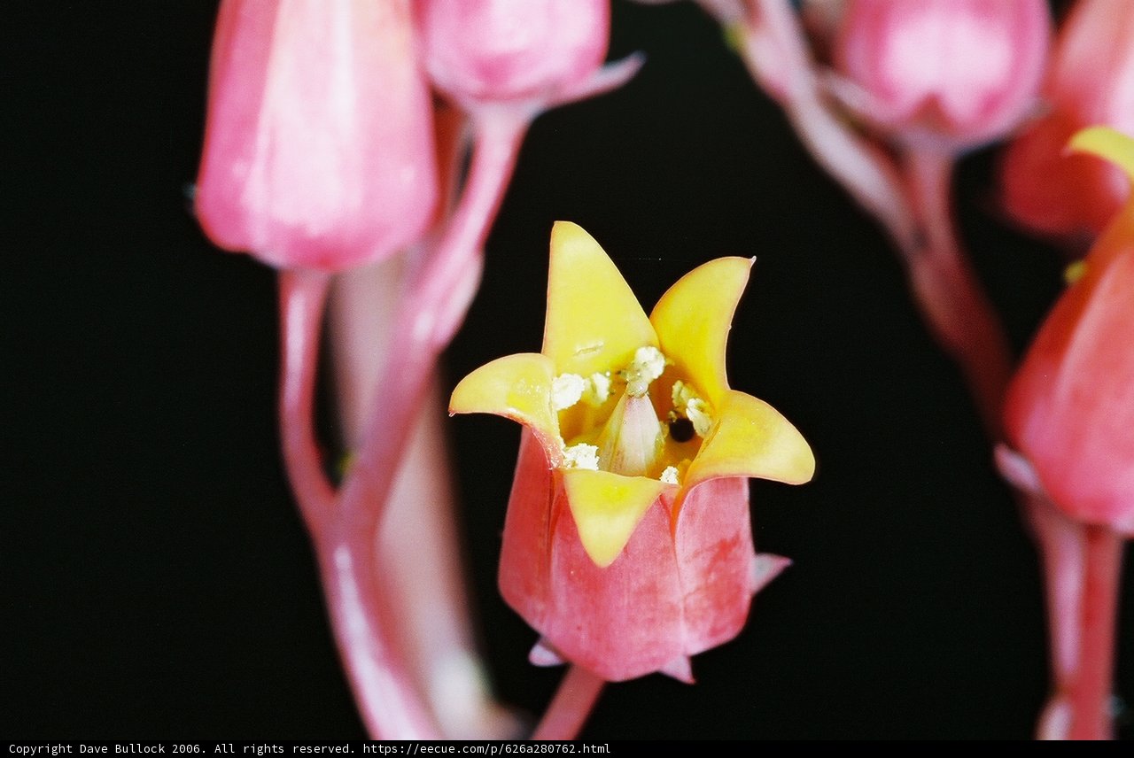 Pink Flower with Yellow Center