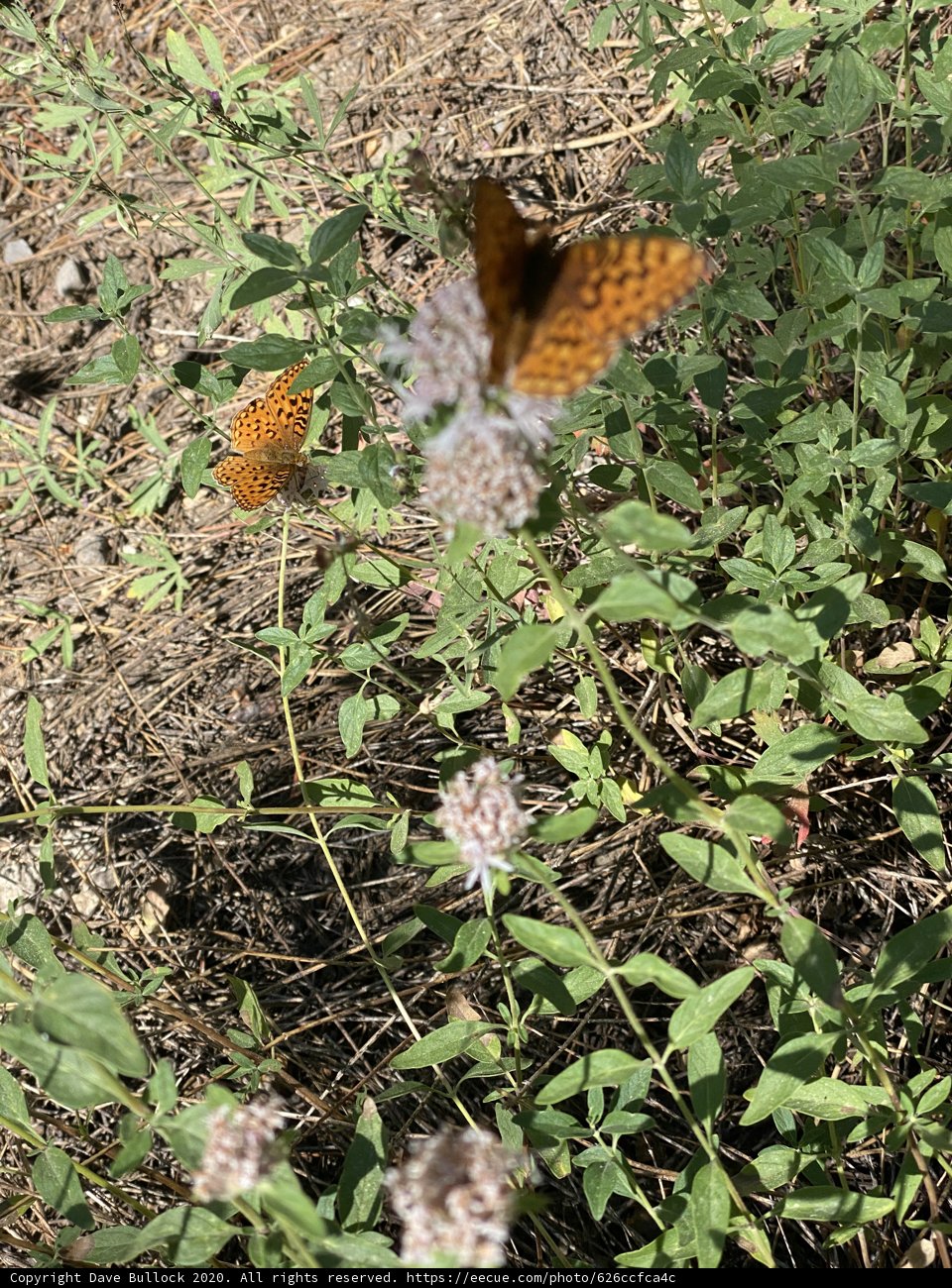 Natural Beauty in Georgetown