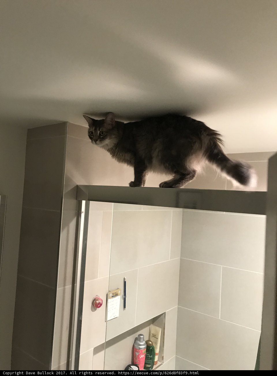 Shower Door Climbing