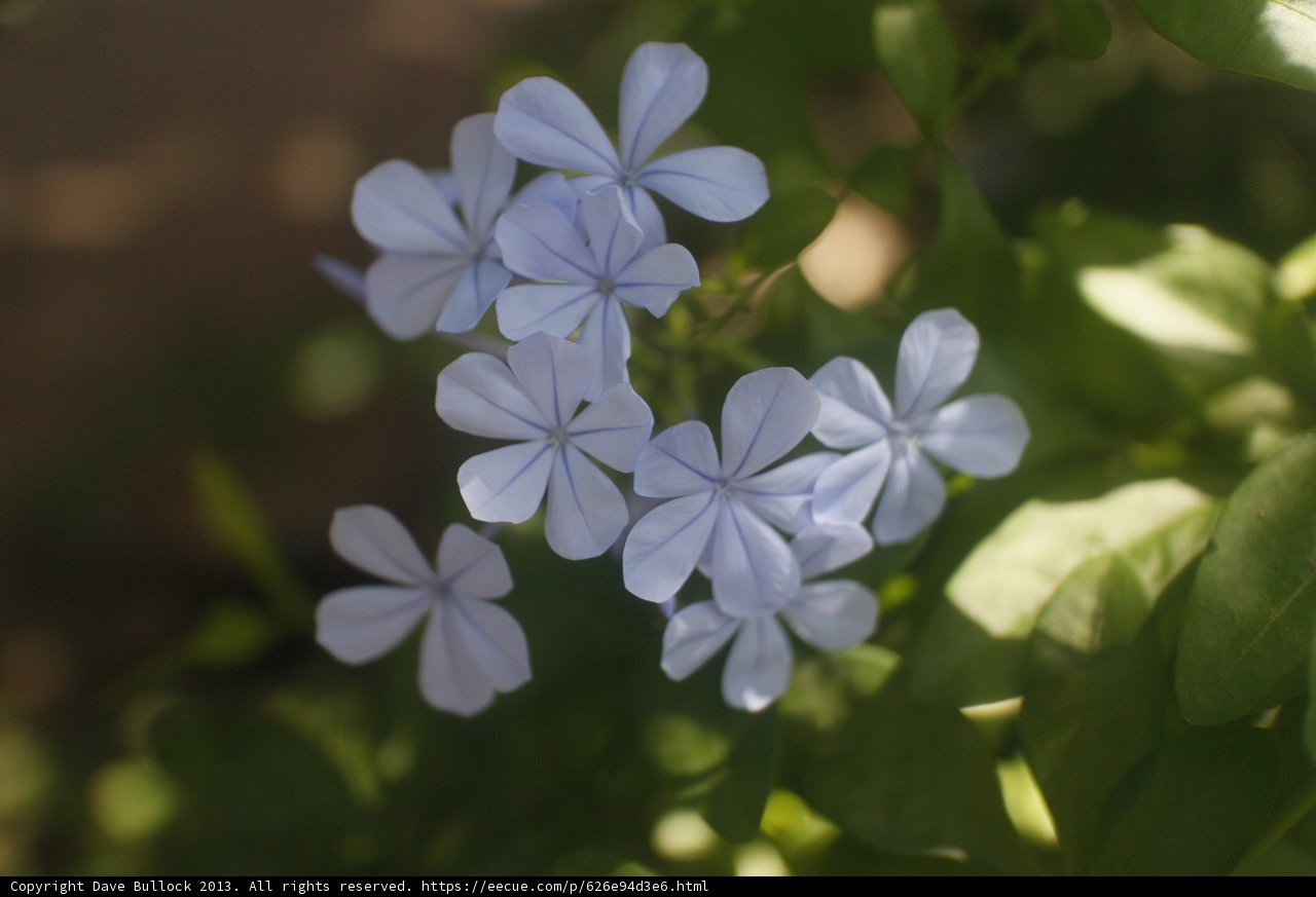 Blue Geraniums in Altadena