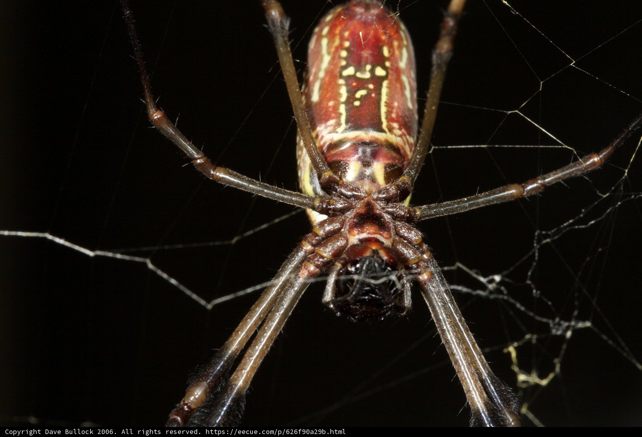 Garden Spider with Red and Black Markings