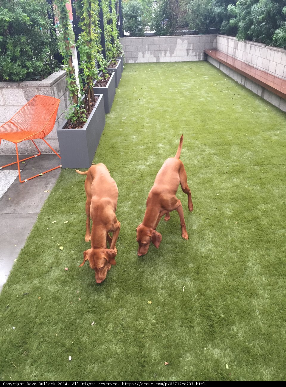 Happy Pups on Artificial Grass