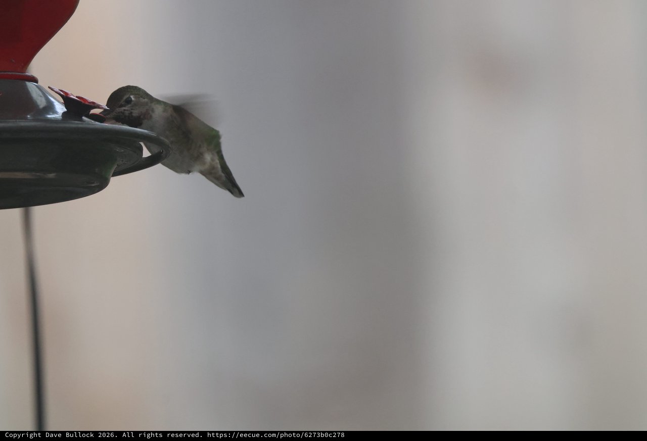Anna's Hummingbird Feeding at Garden Feeder