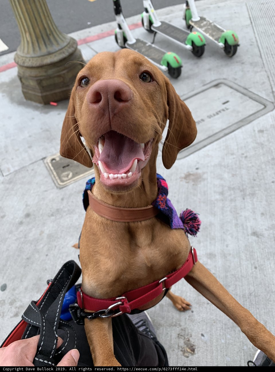 The Canine and the Cord