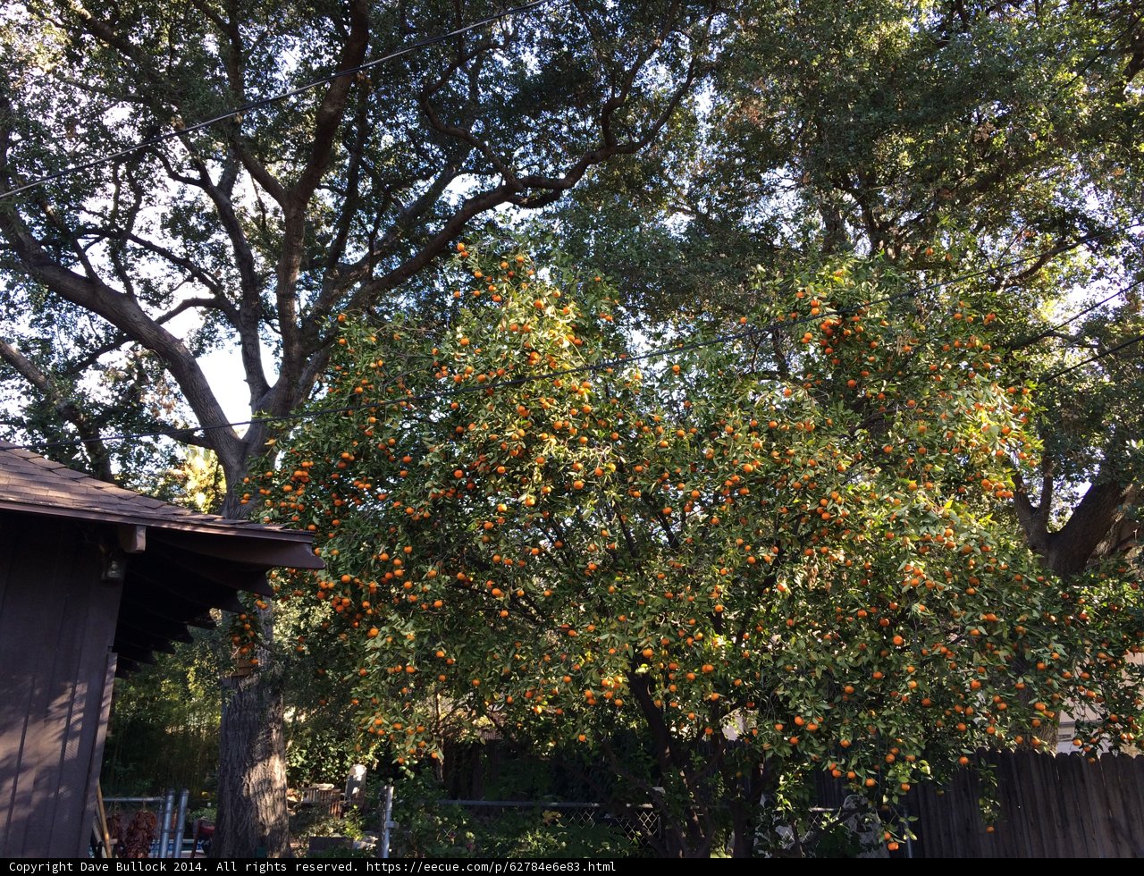 Citrus Tree in Altadena