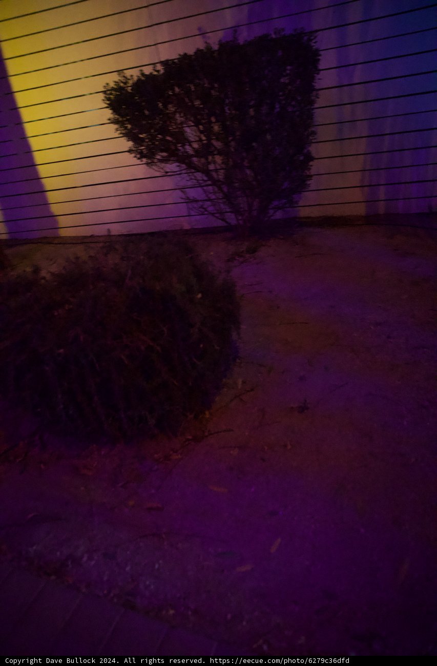 Mystic Shadows: A Nightwalk Through Nature