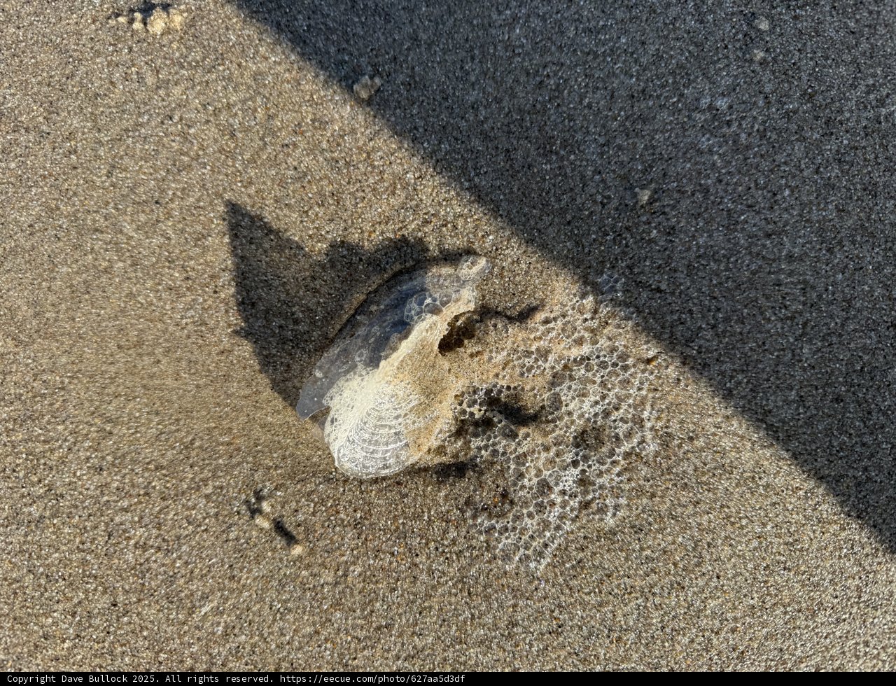 Serenity in a Seashell