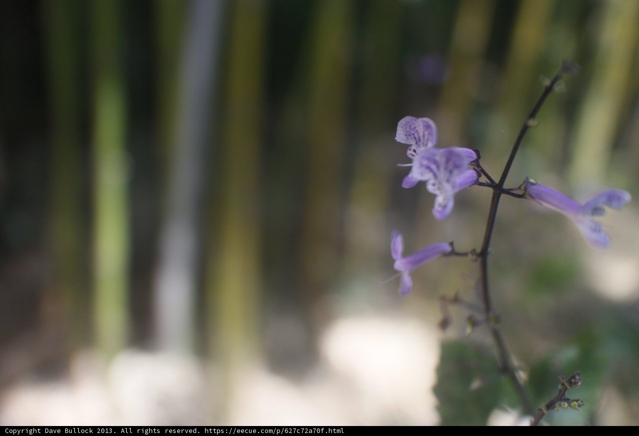 Purple Orchid bloom amidst a backdrop of bamboo