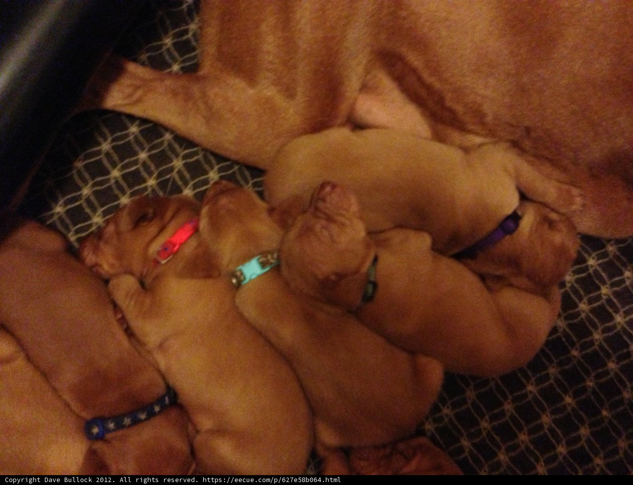 Puppies Snooze Together