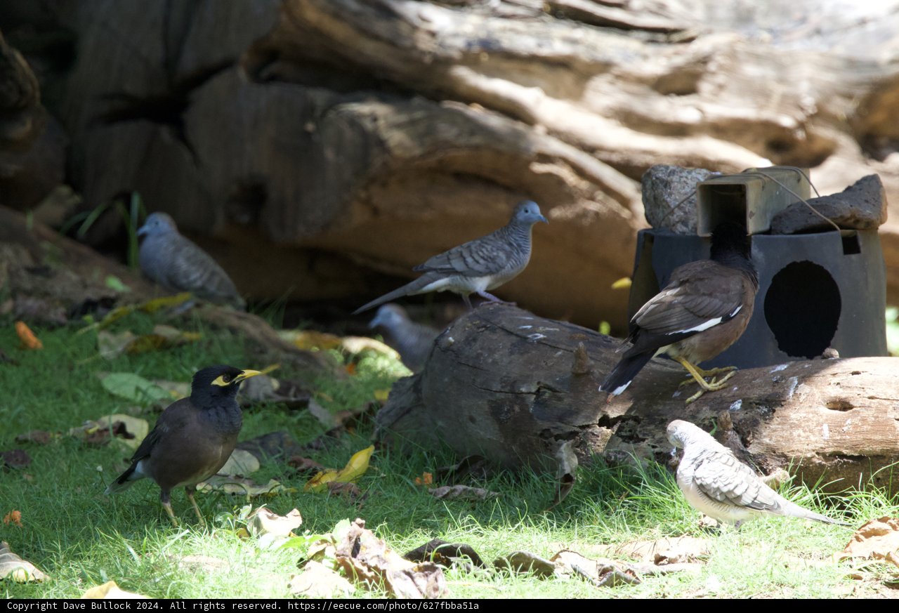Feathered Gathering at the Honolulu Zoo