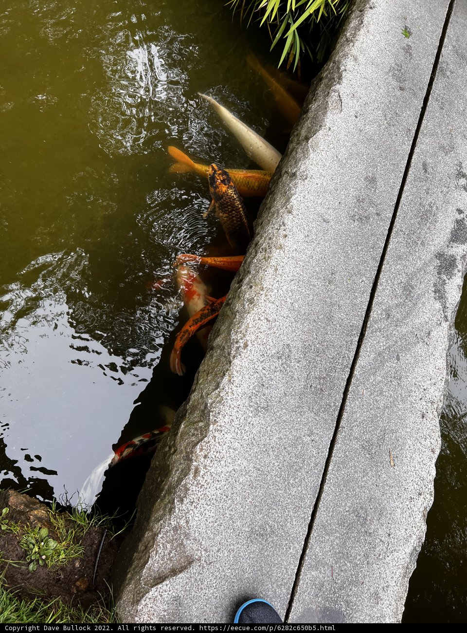 Finding Solace at the Koi Pond