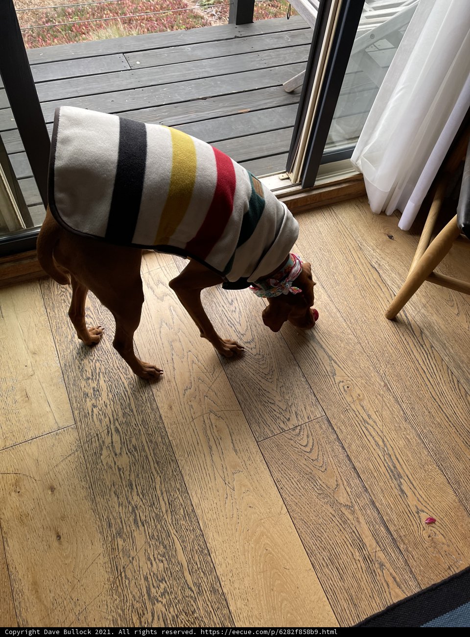 Colorful Canine in a Cozy Corner