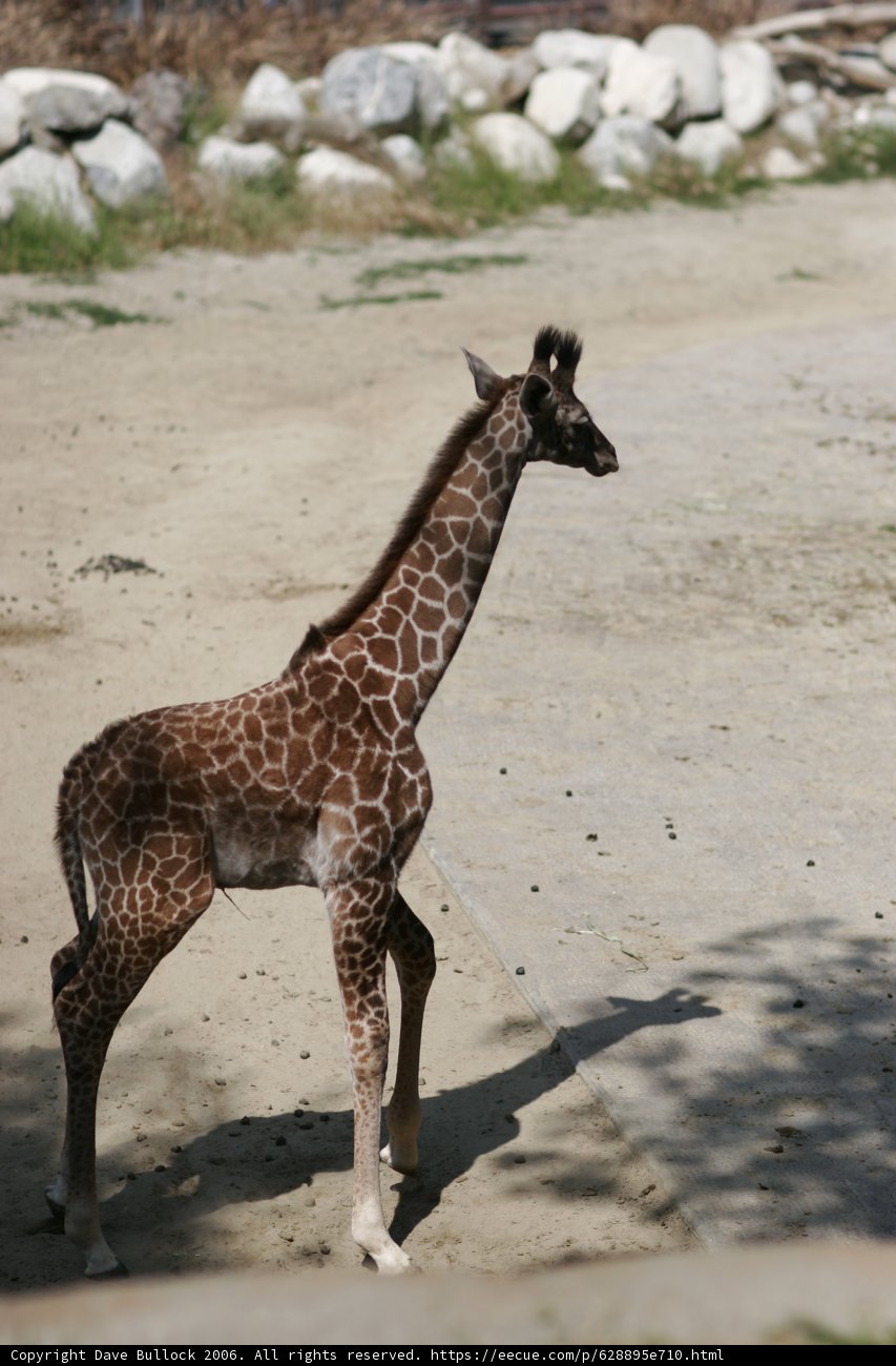 Adorable Baby Giraffe in the Wild