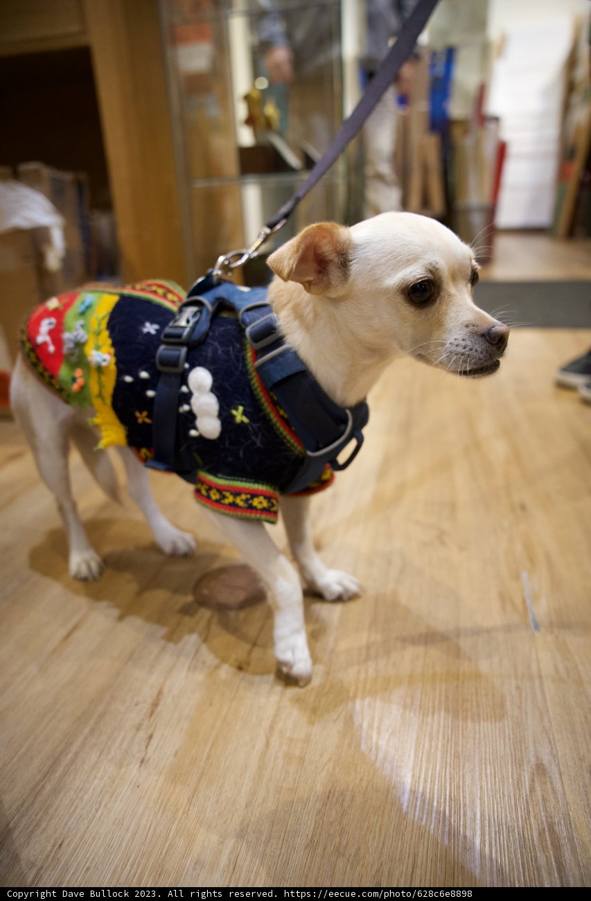Cozy Canine in Japan Town