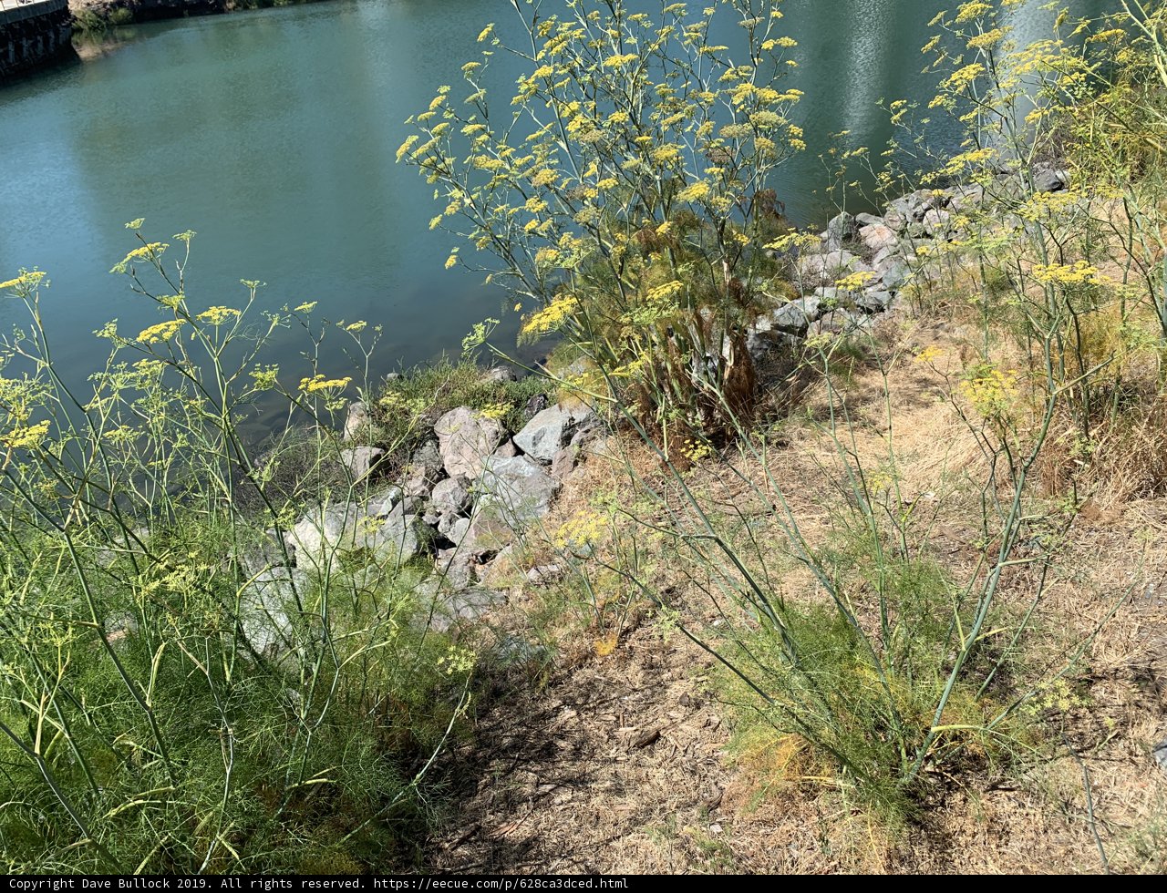 Serene Waters and Lush Vegetation