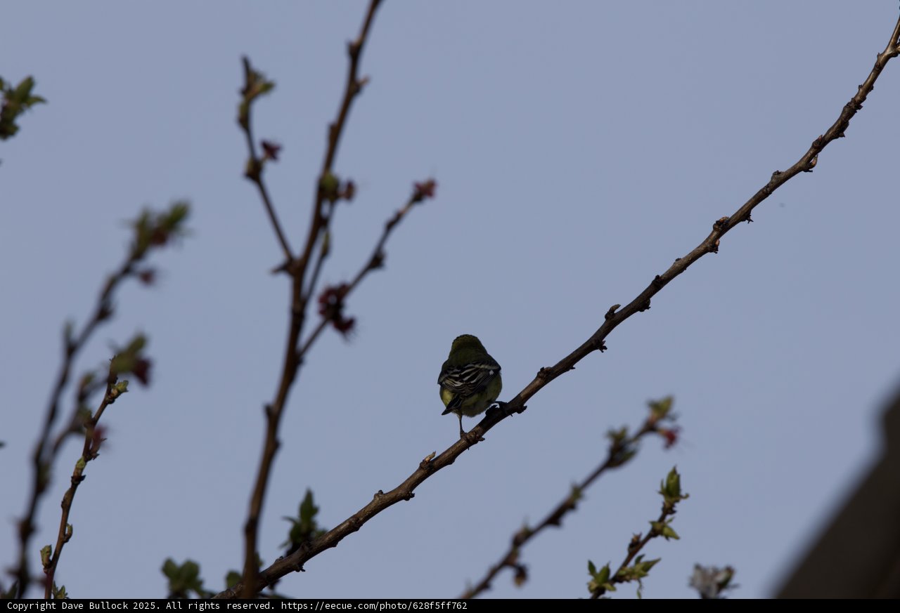 Perched Among Budding Branches